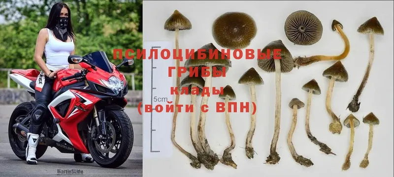 Псилоцибиновые грибы Magic Shrooms  Чкаловск 